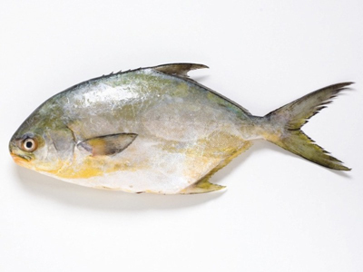 Roasted pompano with blood orange avocado salsa, cilantro butter & spicy plantains