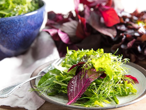 Roman-inspired mixed-green salad (Misticanza alla Romana) 