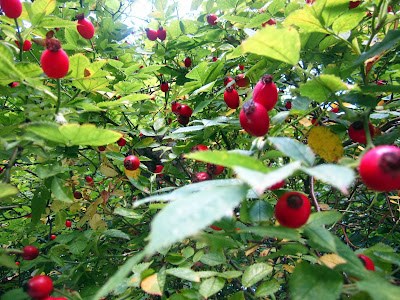 Rosehip syrup