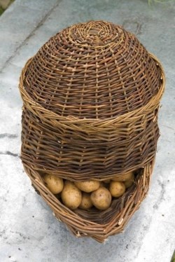 Rösti potatoes