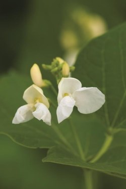 Runner bean flower salad