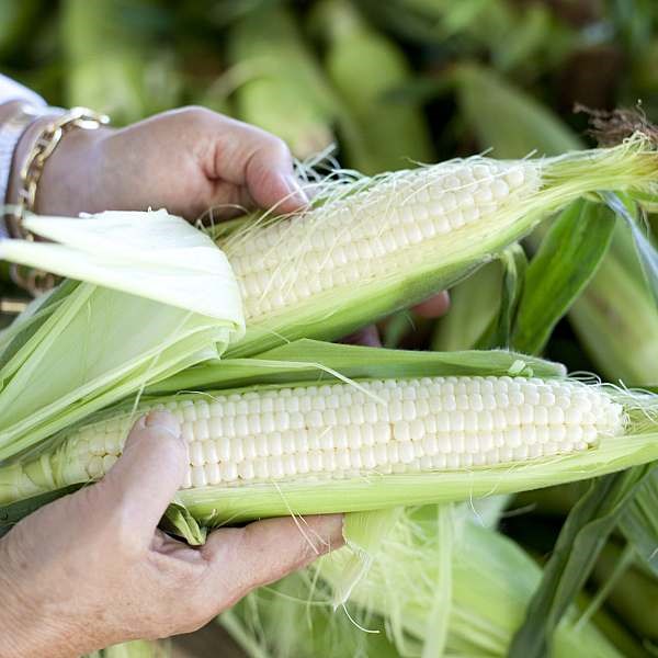 Sagaponack corn pudding