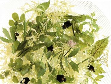 Salad of mixed herbs