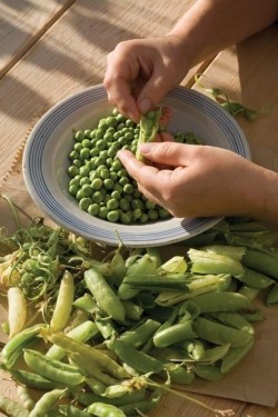 Samphire with fresh peas and young broad beans