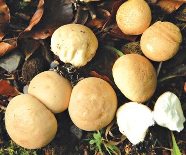 Savoury puffball