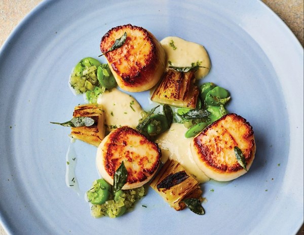 Scallops, braised fennel and broad beans
