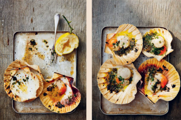 Scallops in their shells