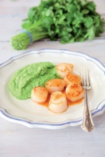 Scallops with Thai-scented pea purée