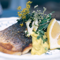 Sea bass with coriander flowers, rocket, fennel and aioli