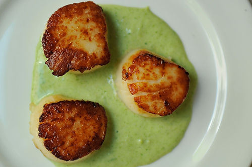 Seared scallops with spring onion and tarragon cream