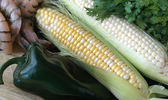 Shrimp and corn tamales with roasted poblano crema