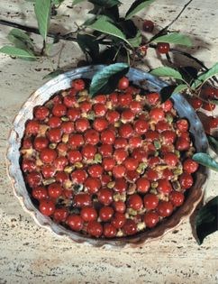 Sicilian sour cherry & pistachio crostata