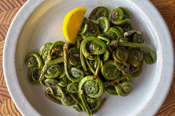 Simple fiddlehead ferns