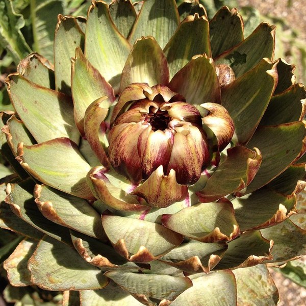 Simple globe artichokes