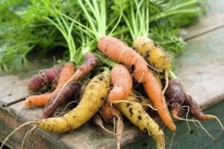 Slow-roast carrots with garlic lemon butter