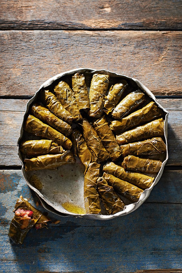 Sour cherry vine leaves