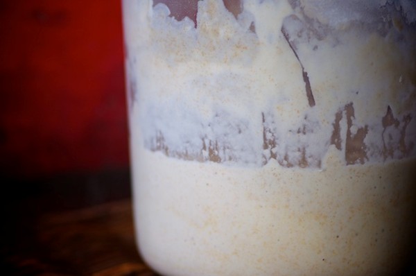 Sourdough starter