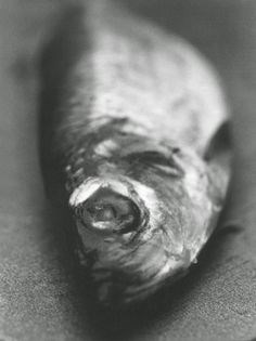 Soused herring with dill bread