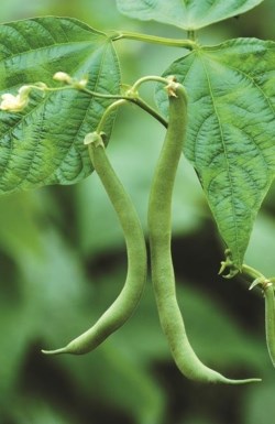 Spiced pickled beans