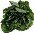 Spinach for the kids