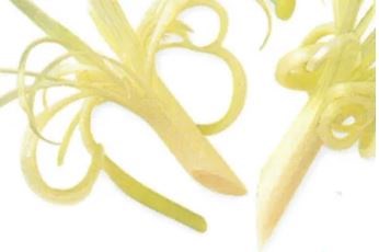 Spring onion tassel