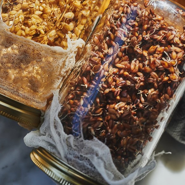 Sprouting whole grains