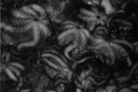 Stewed baby octopus (Moscardini in umido all'aglio)