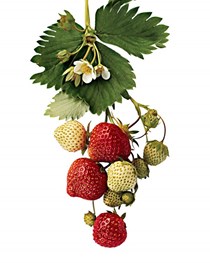 Strawberry jam