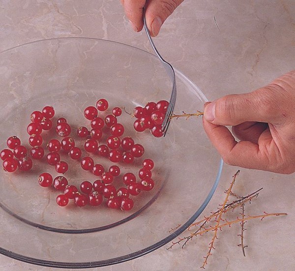 Strigging currants