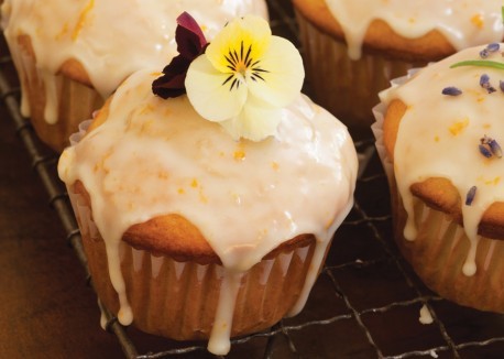 Summer squash citrus yogurt cupcakes