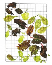 Swiss chard, beet, turnip, or radish leaf chips