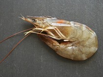 Tandoori shrimp