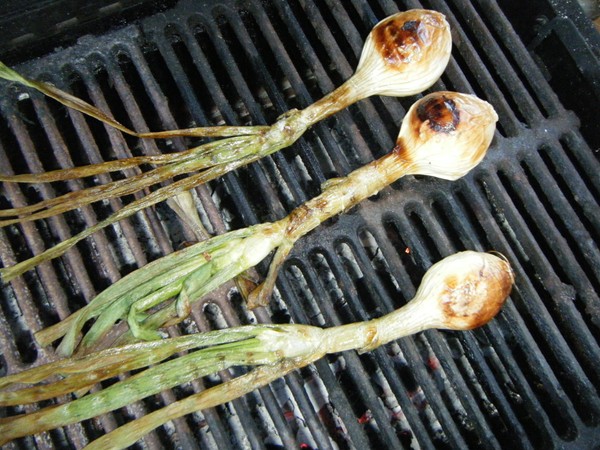 The evasive calçot and the promiscuous romesco