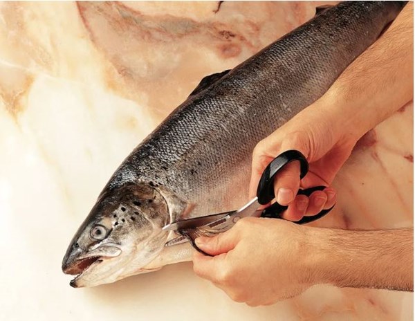 Trimming and scaling whole round fish