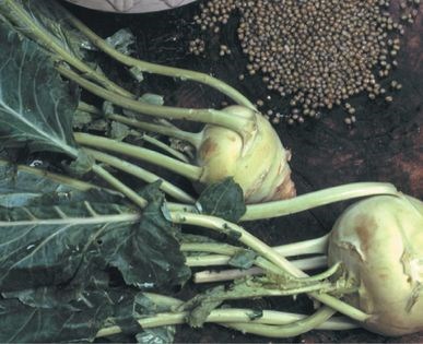Tusy mung bean, tarragon & kohlrabi soup