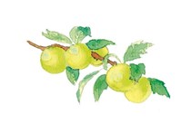 Umeboshi