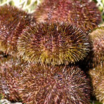 Uni wrapped in nori