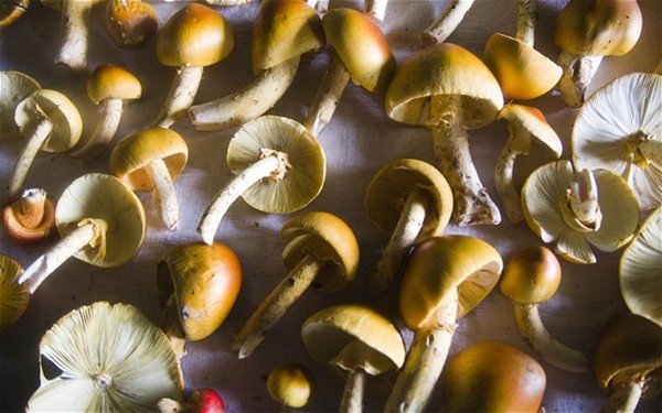 Venison sausages with red wine and wild mushrooms
