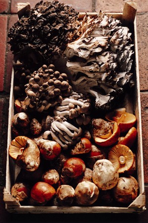 Venison steak with wild mushrooms (Camoscio in salmi)