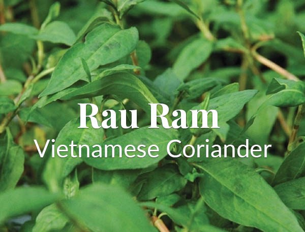 flise varsel afskaffet Vietnamese coriander summer salsa (Rau ram) recipe | Eat Your Books