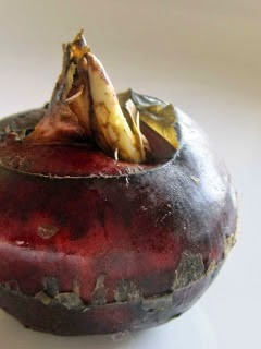 Water chestnut pudding (Mǎtí gāo / 馬蹄糕)