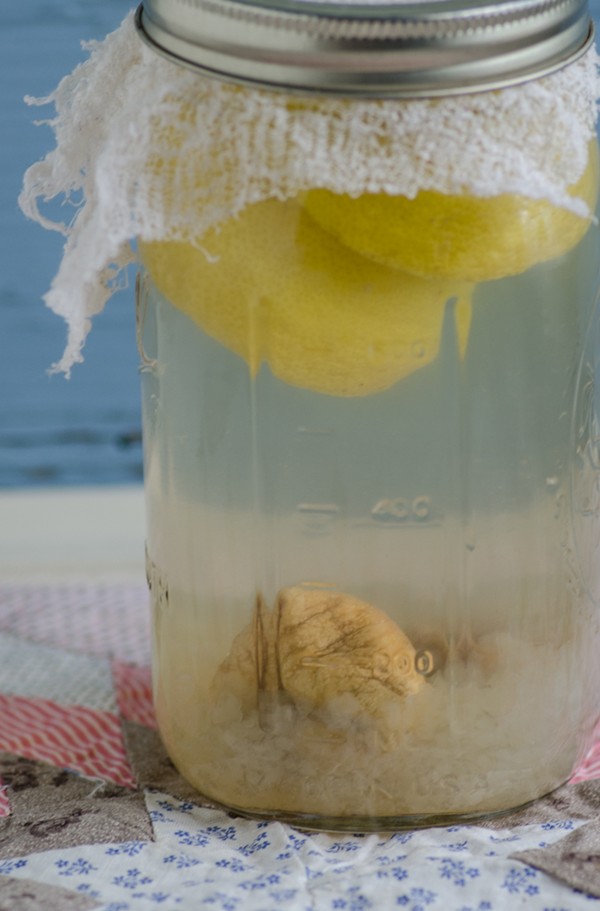 Water kefir