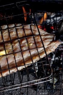 West Coast snoek