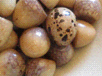 West wind tea quail eggs (Xīfēng chá chúndàn / 西風茶鶉蛋)