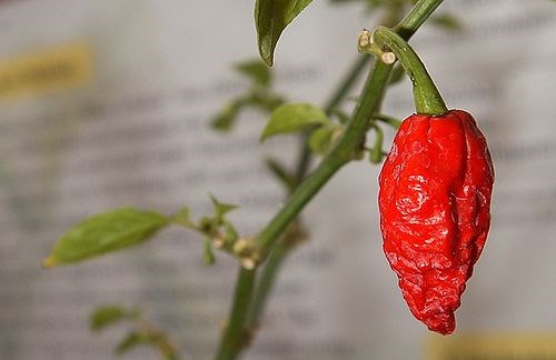 What to make with bhut jolokia, the world's hottest chile: Bhut jolokia fire salsa & Ghost chile oil [Chile Pepper Magazine]