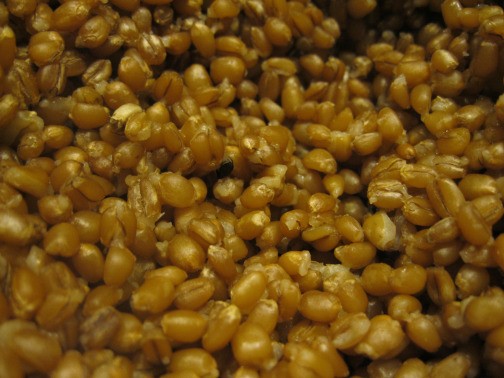 Wheat berries